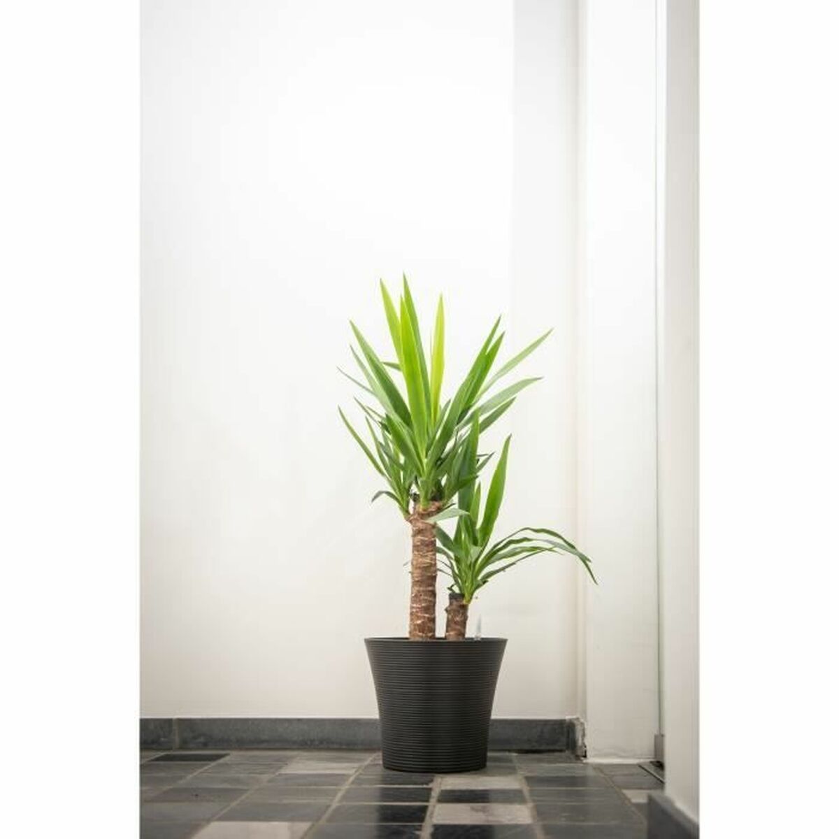 Stiklainis Garden ID Juoda 40 x 34 cm
